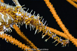 gangga island,ghost pipe,nikon d2x 60 mm macro by Puddu Massimo 
